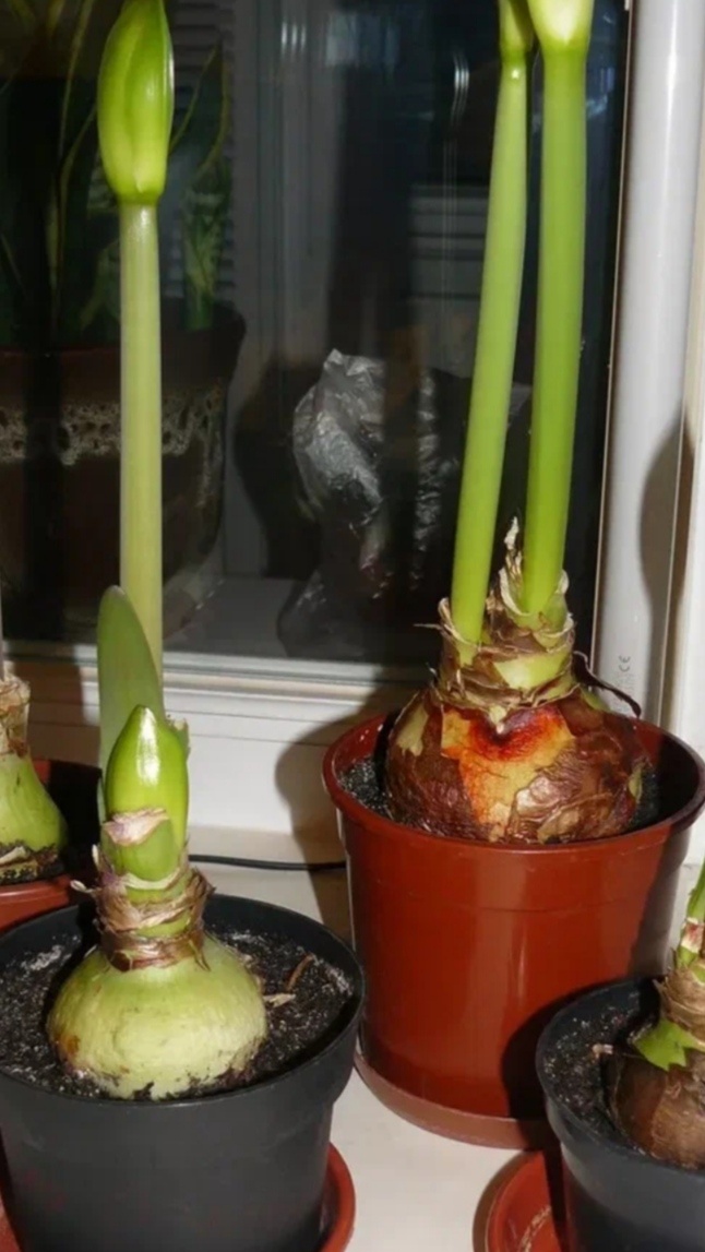 Правильная посадка луковицы гиппеаструма