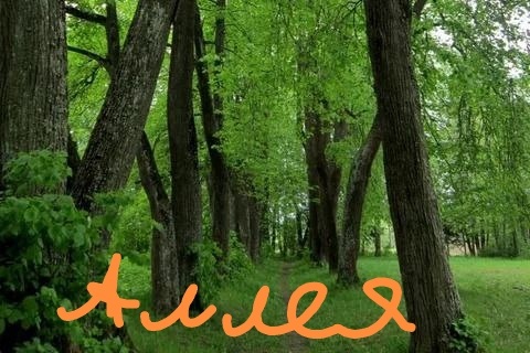 Та самая "Аллея Шуман" 