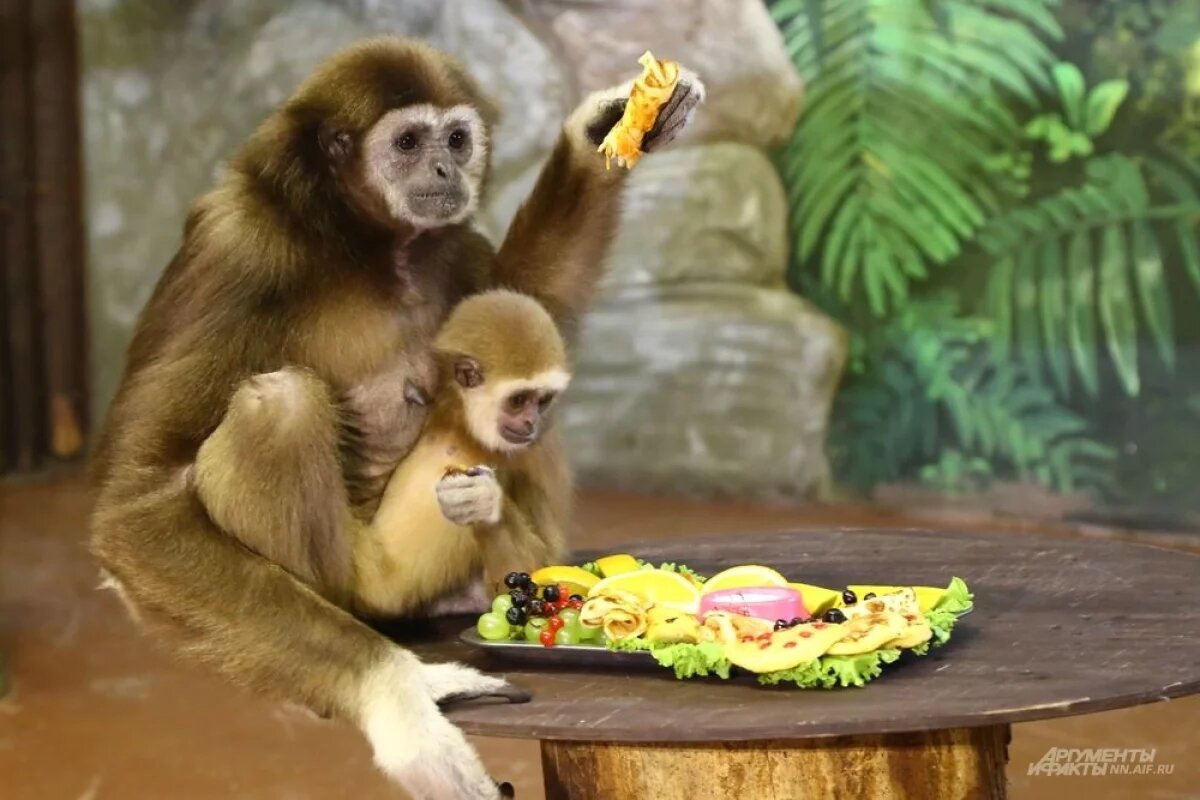    Нижегородцам показали малышей, родившихся в зоопарке «Лимпопо» в 2024 году