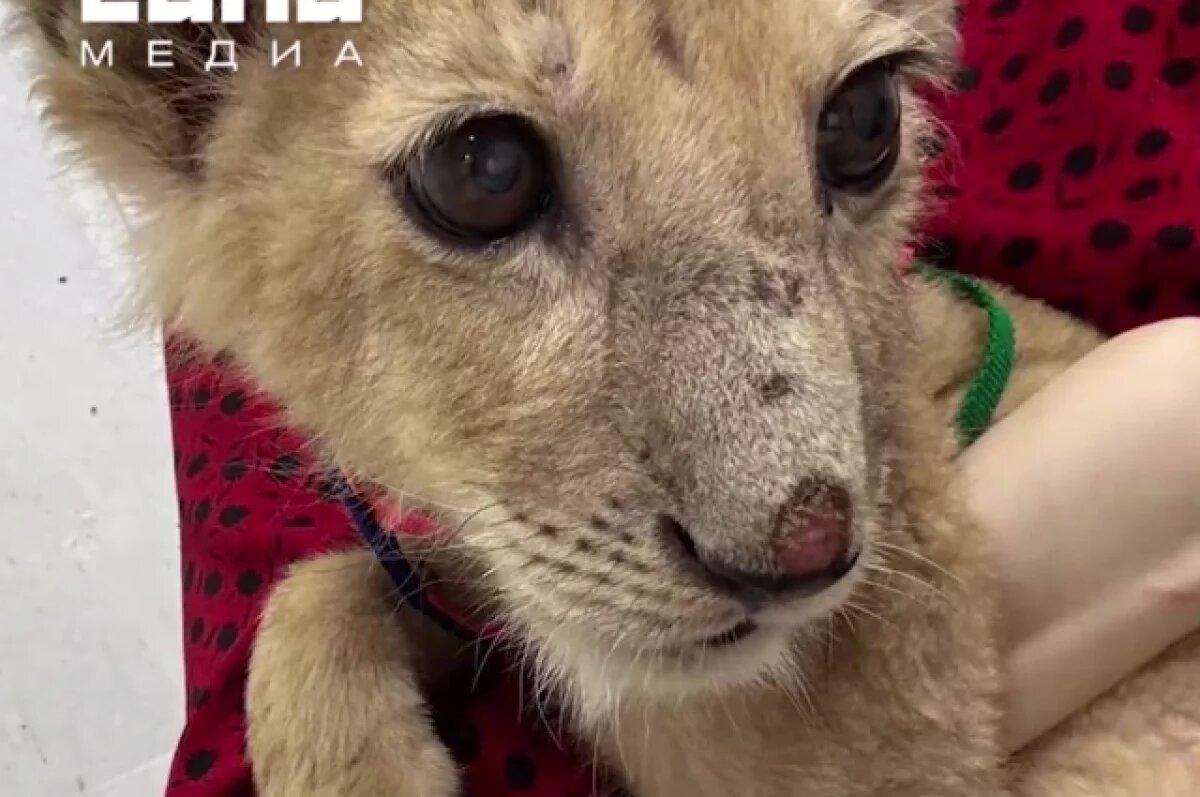    Львёнок со сломанными лапами из Чечни пошёл на поправку и начал ходить