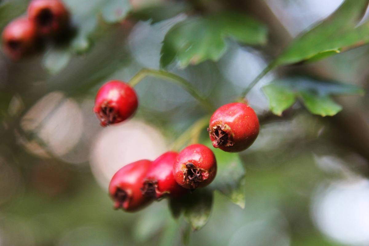 Ягоды боярышника. Getty Images 