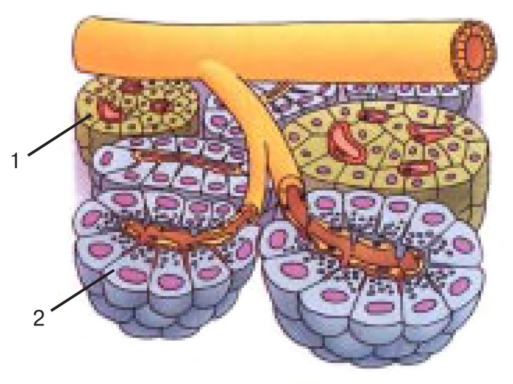 1. Схема строения поджелудочной железы: 1 — эндокринная часть (островок Лангерганса);
2 — экзокринная часть