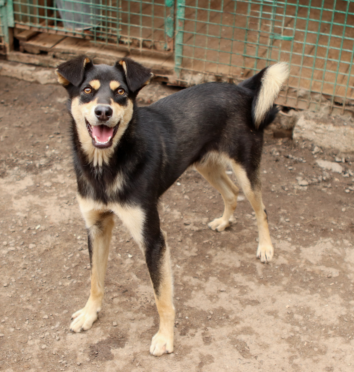 Я постараюсь очень-очень, чтобы сегодня кто-то в меня влюбился!