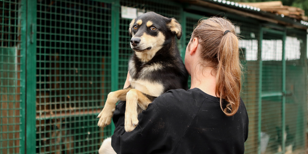 Этот пёсик пока очень молодой, но время пролетит быстро, и в картотеке будет статус «возрастной»
