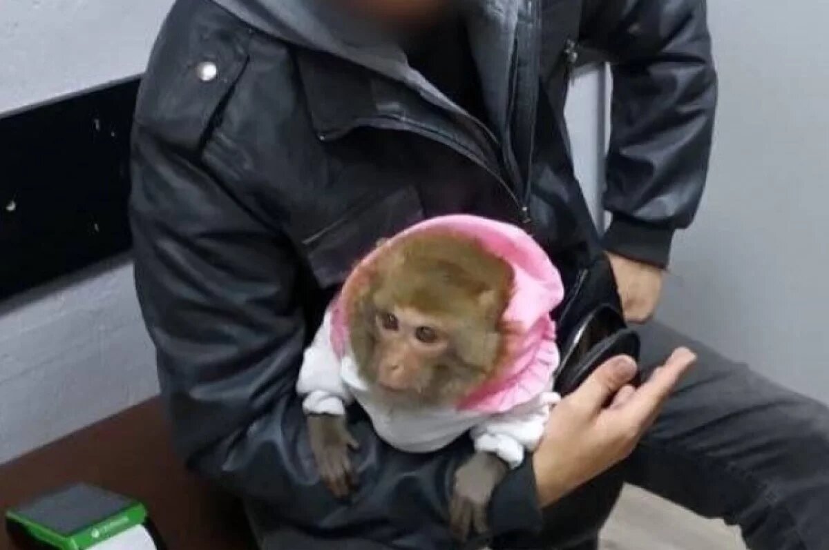    В Сочи полицейские выявили три незаконных «фотоателье» с животными