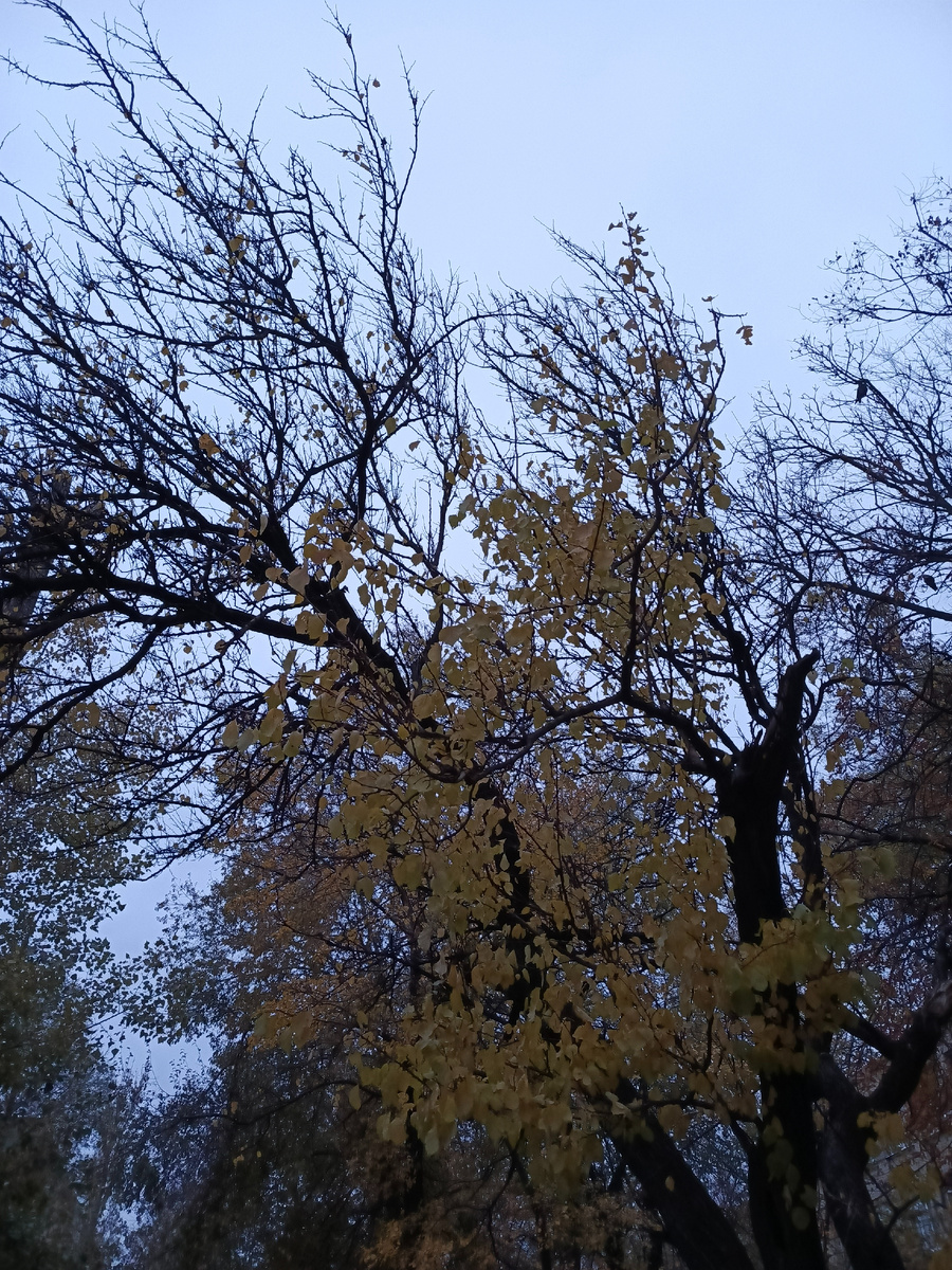 Осень сейчас такая: серое небо, деревья, потерявшие почти всю листву. Цвета тусклые - как будто кто-то "выкрутил" яркость на минимум...