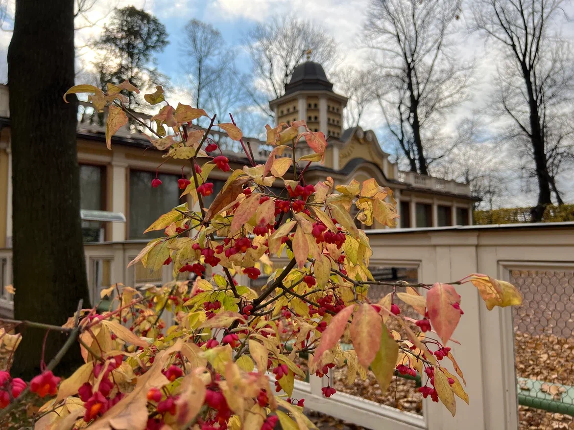 Летний сад, Санкт-Петербург. Фото автора