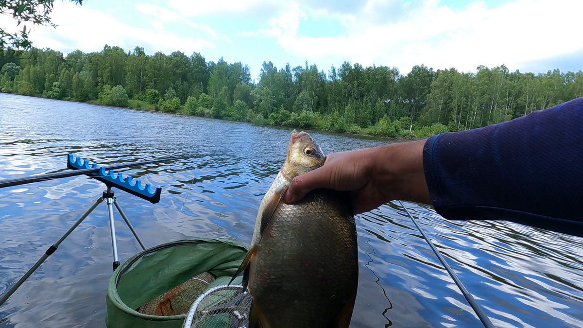 Вот такой лещ пока еще клюет в нашем Канале. Как было бы хорошо, если и другая благородная рыба клевала. Хотя бы знать, что она там есть, поймать и отпустить.