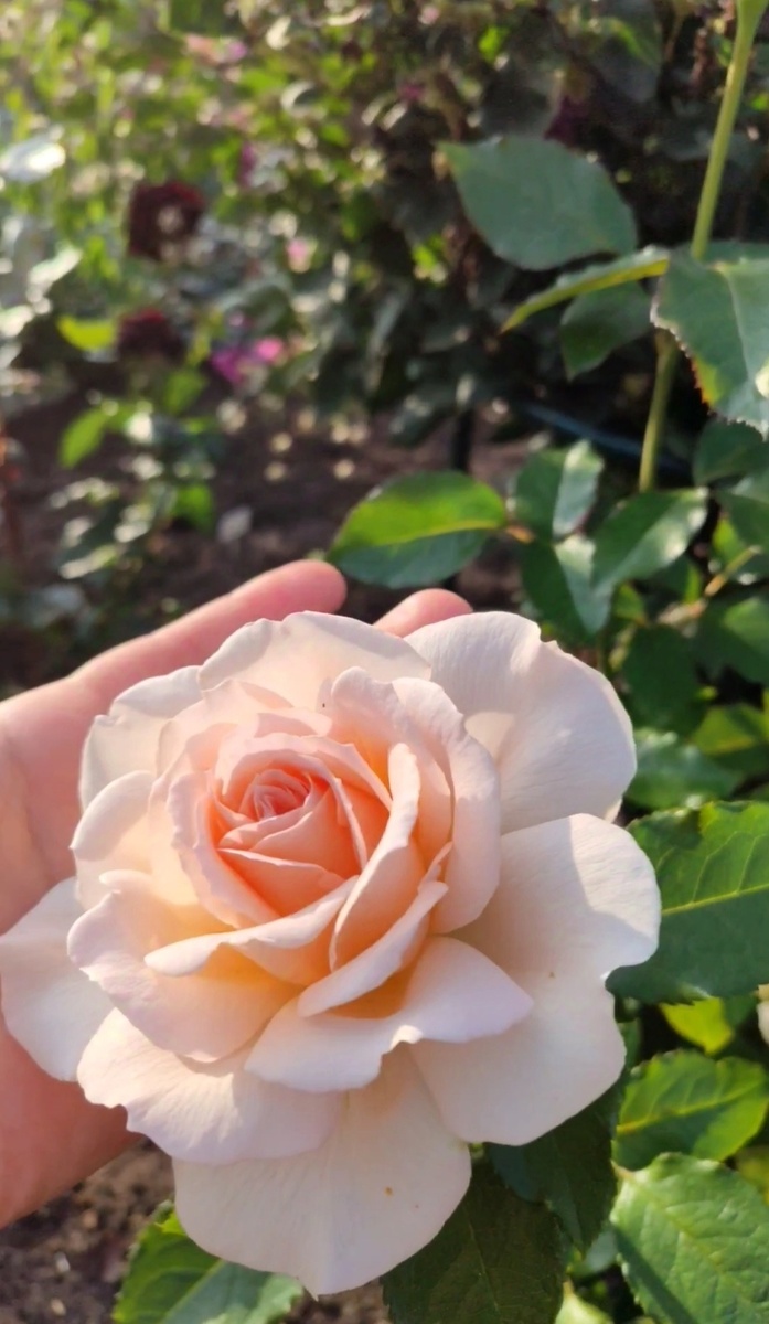 Первое цветение, моя прелесть