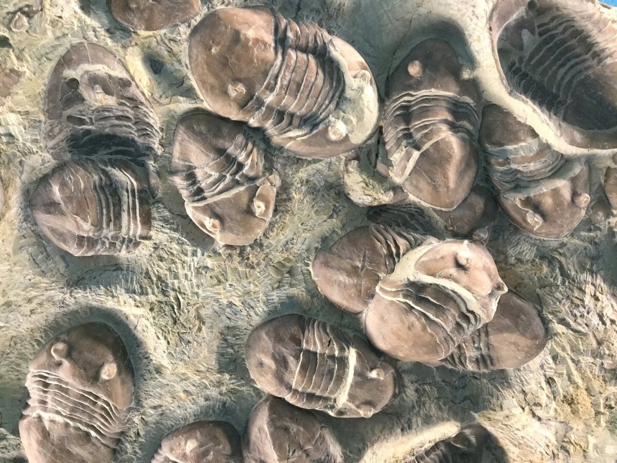 Трилобиты Homotelus bromidensis возрастом ~ 465 миллионов лет. Средний ордовик. Criner Hills, Оклахома.