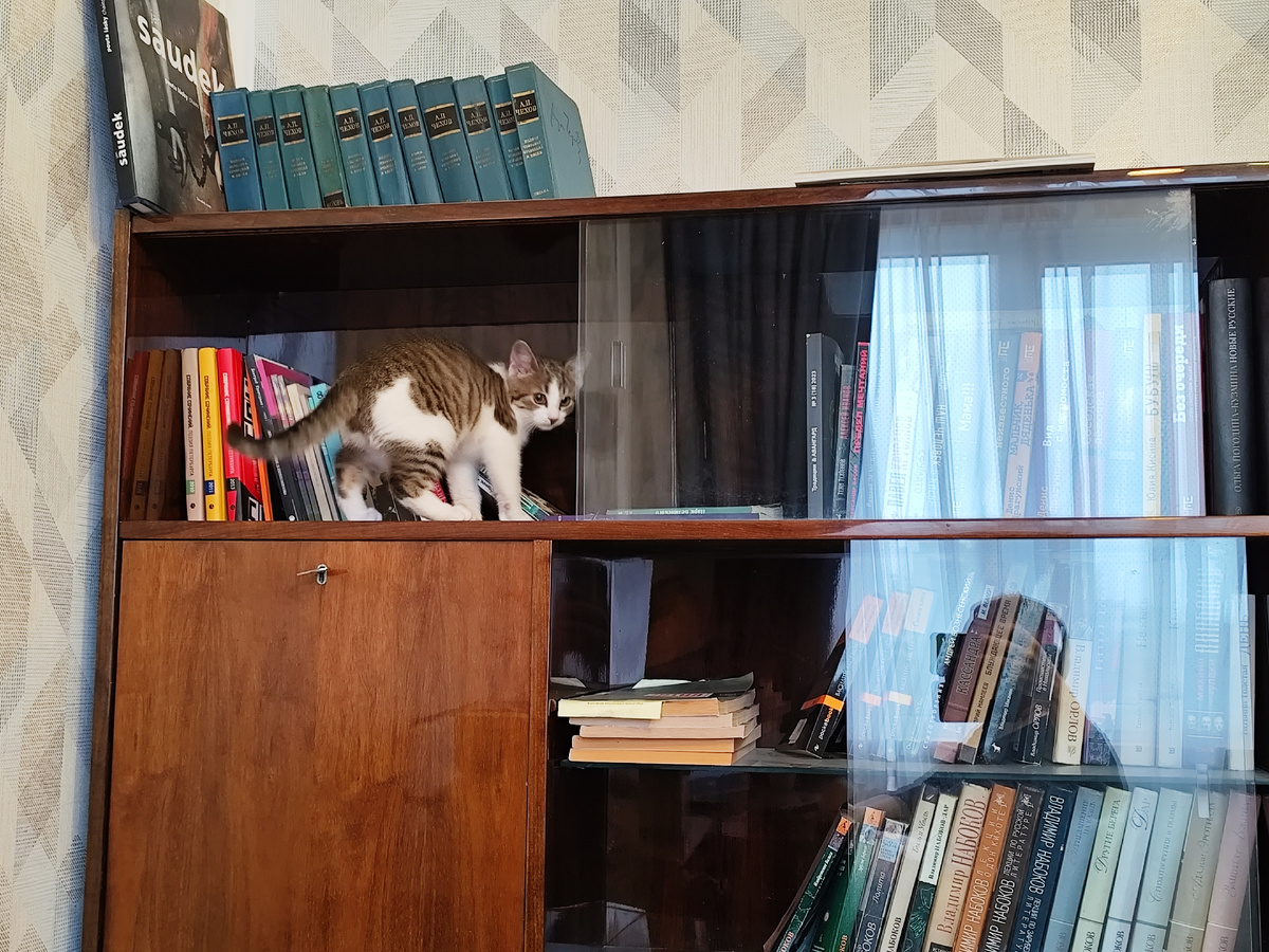 Не знаю, кого сюда повесить - пусть будет кошка Зойка