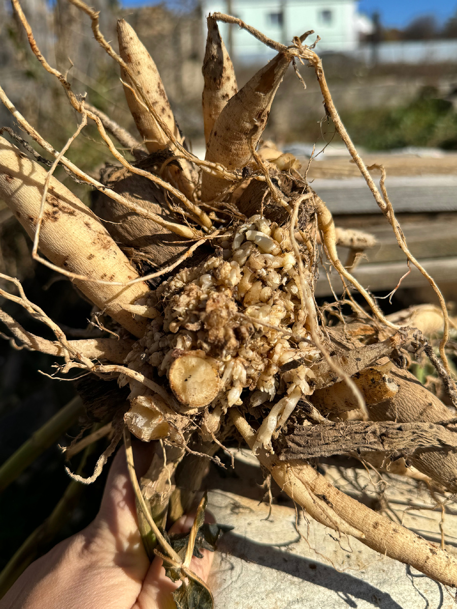 Корневой рак на георгинах.