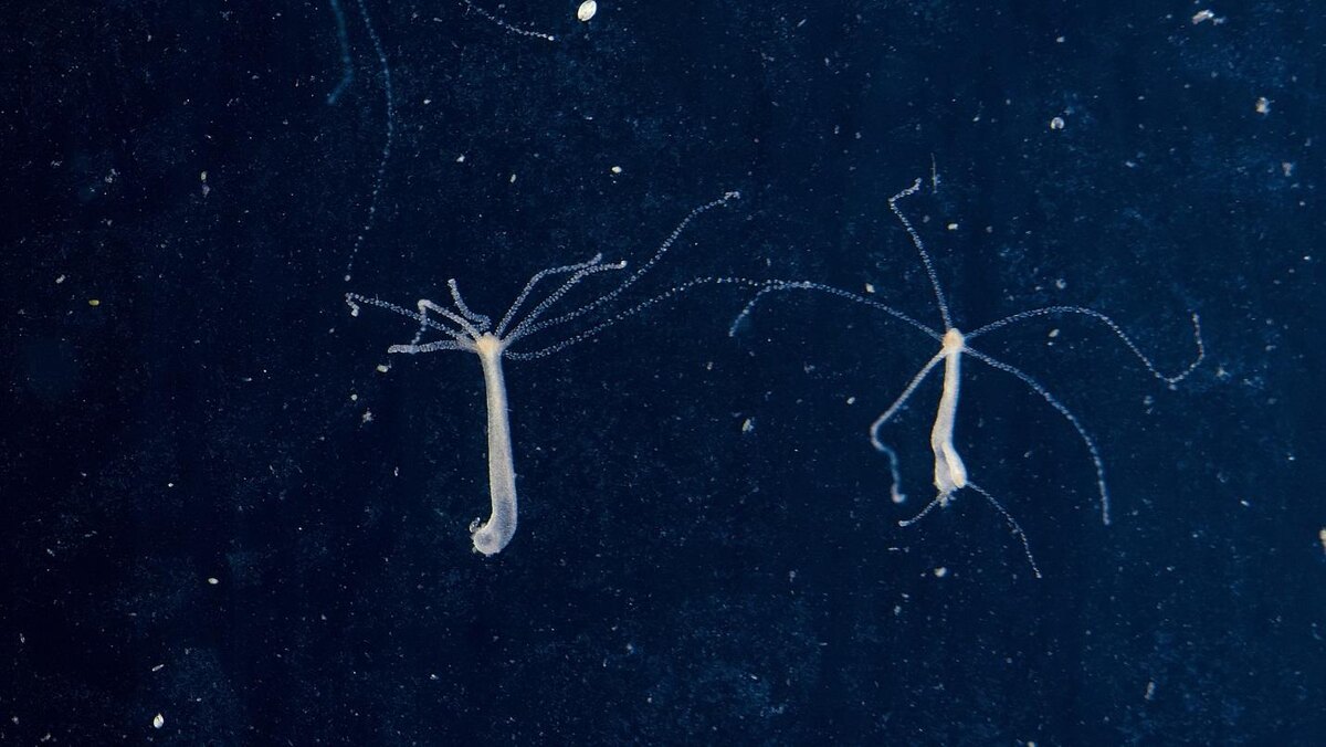 Hydra vulgaris.  Изображение: DEPOSITPHOTOS