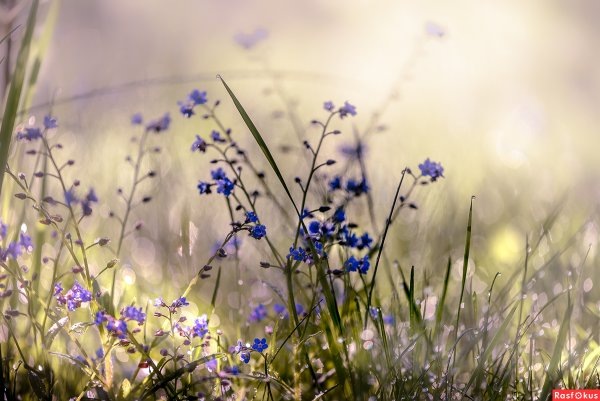 Картинка найдена на просторах интернета, ссылка https://yandex.ru/images/search?from=tabbar&img_url=https%3A%2Fi%2F.pinimg.com%2Foriginals%2Fa8%2F34%2Fа3f%2Fa83р43f81151с2879b5e7bd53274cf0591a19.jpg&lr=47&pos=15&rpt=simage&text=%D1%86%D0%B2%D0%B5%D1%82%D1%8B%20%D0%BA%D1%80%D1%83%D0%BF%D0%BD%D0%BE%20%D1%84%D0%BE%D1%82%D0%BE 