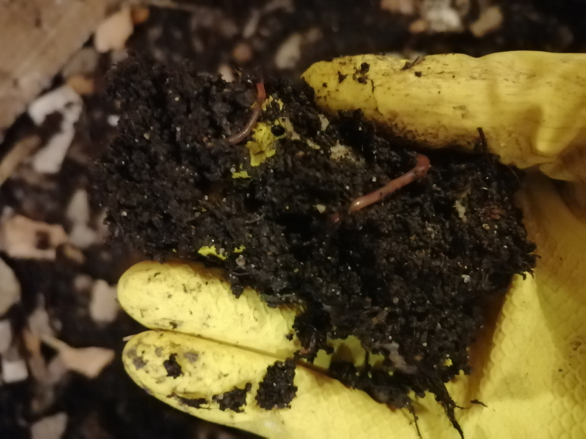 Мои червячки Старатели