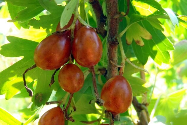 Золотистая смородина: золото, а не кустарник