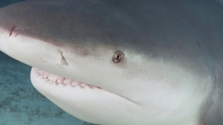 я посмотрел на торт. Мое опухшее лицо через минуту: