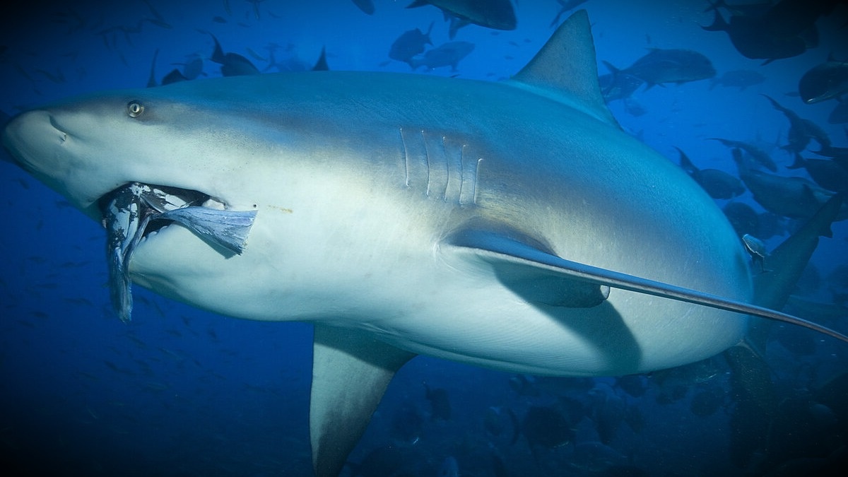 Когда я что-то пытаюсь объяснить, но во рту еда