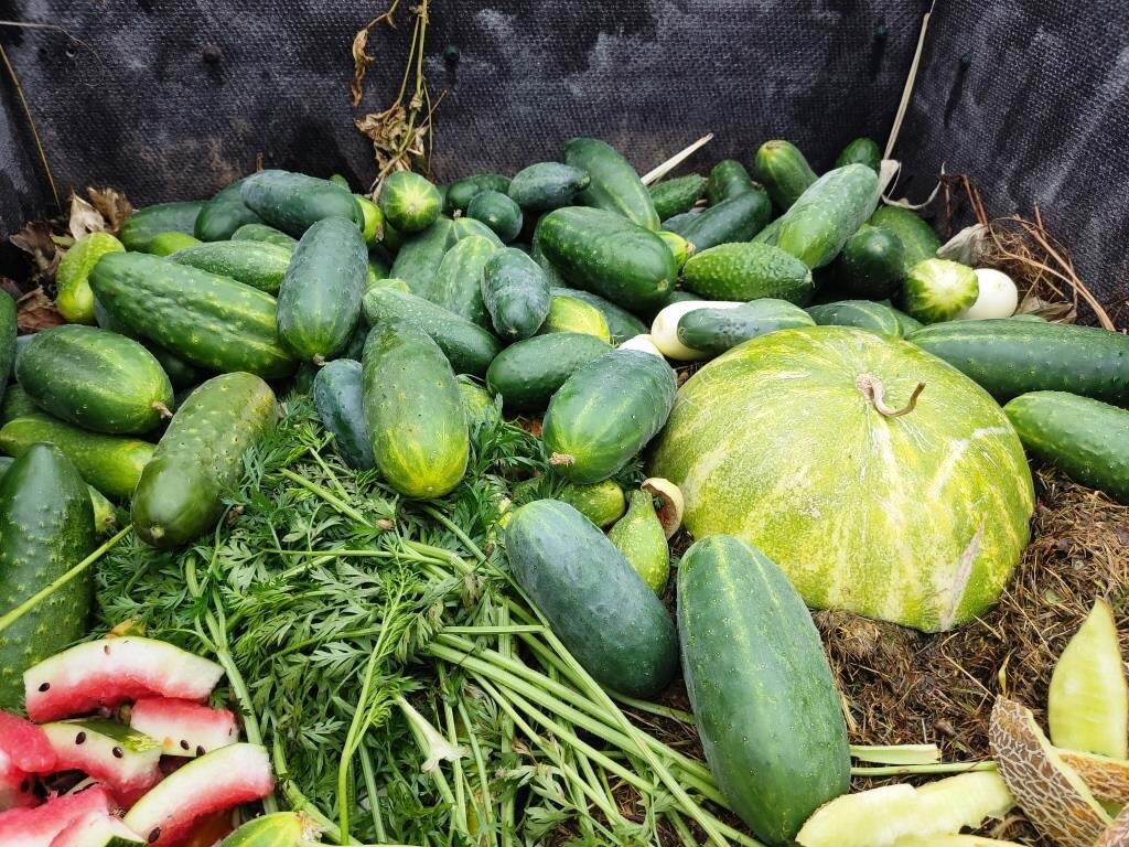 Даже не верится, что так относительно недавно мне не хотелось лишний раз собирать свои огурцы. И было проще их выбросить, чем кому-нибудь пристроить