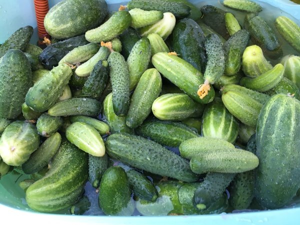 Да, свои огурцы иногда не такие красивые как в магазине, но зато вкус...