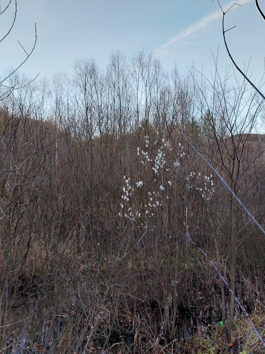 Ива пятитычинковая (Salix pentandra L.). ООПТ Урочище Русско-немецкая Швейцария, Казань, 03.11.2023