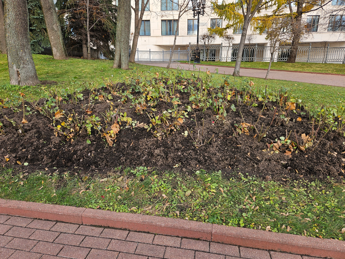 Подготовленные к зиме розы 