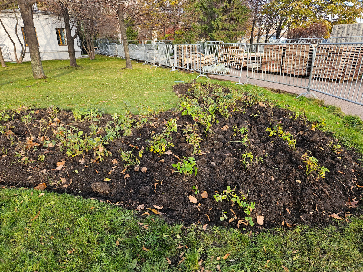 Подготовленные к зиме розы