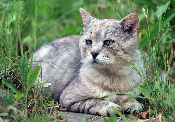Предполагаемый отец Кайсы