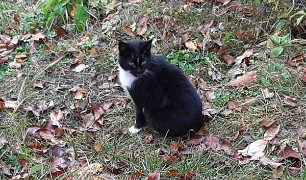 Мама нашего Уголька. Уже стерилизована и привита.