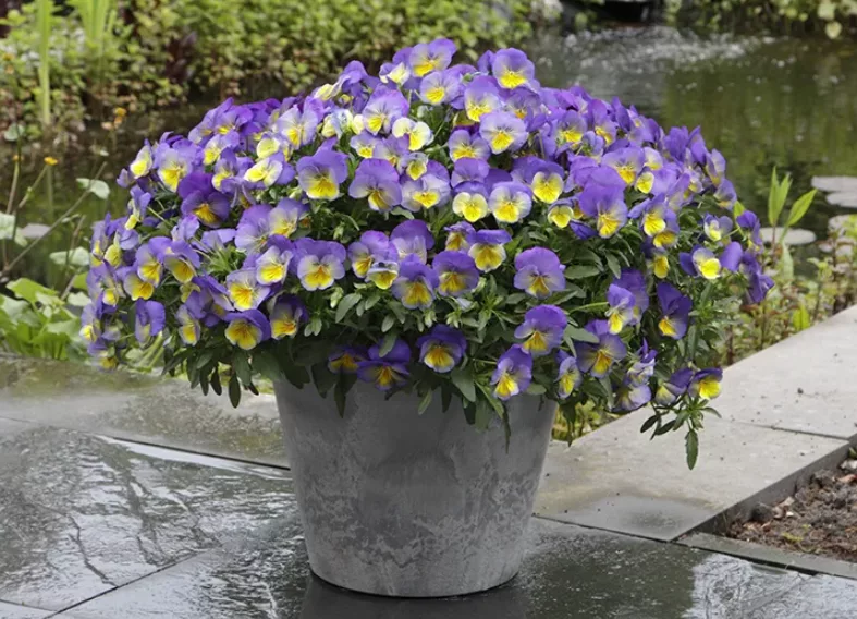 Ампельная виола. Источник фото: https://hupta.ru/catalog/tsvetyi_prestij/viola/viola_kul_veyv_cool_wave/138095/