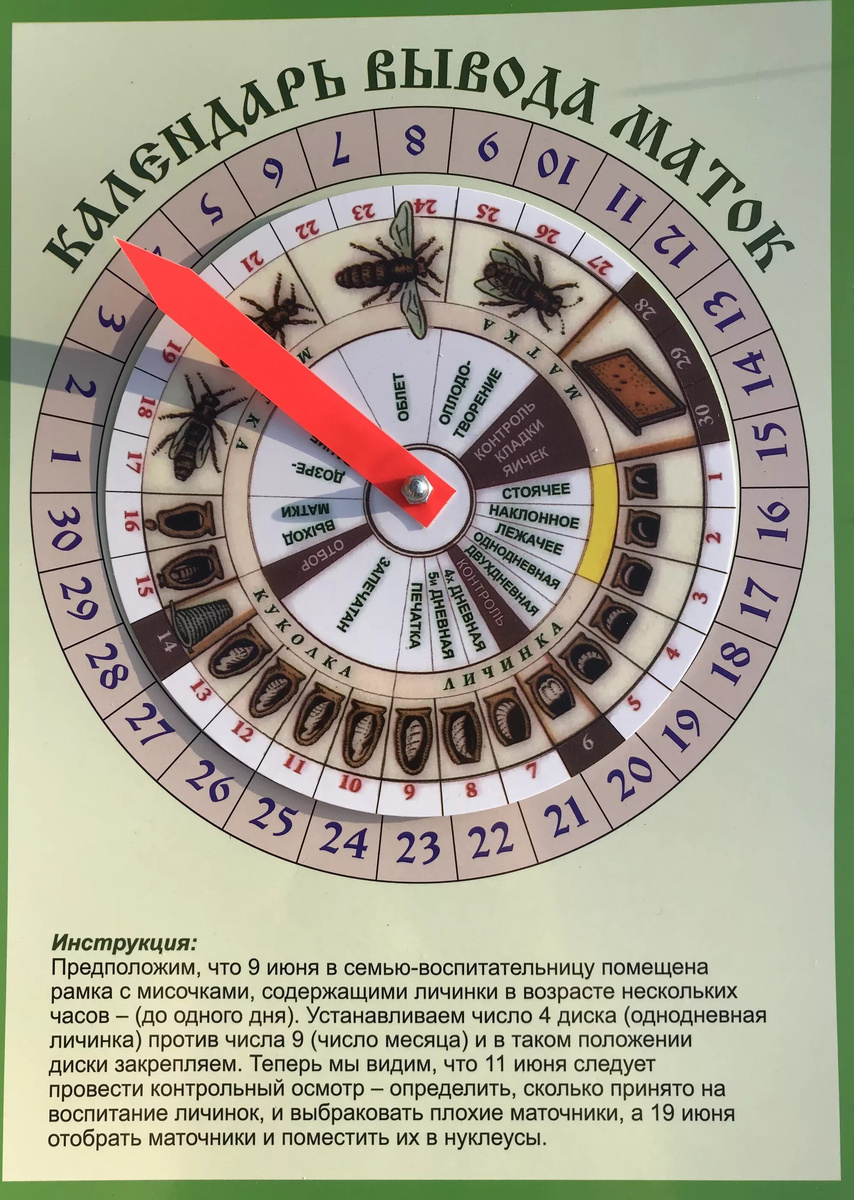 Календарь пчеловода вывода маток. Вывод маток. График вывода маток пчел. Календарь вывода пчелиных маток поворотный. График вывода маток пчел.