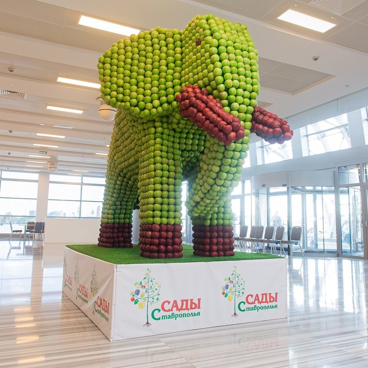     PRO ЯБЛОКО 2025: традиции и инновации
