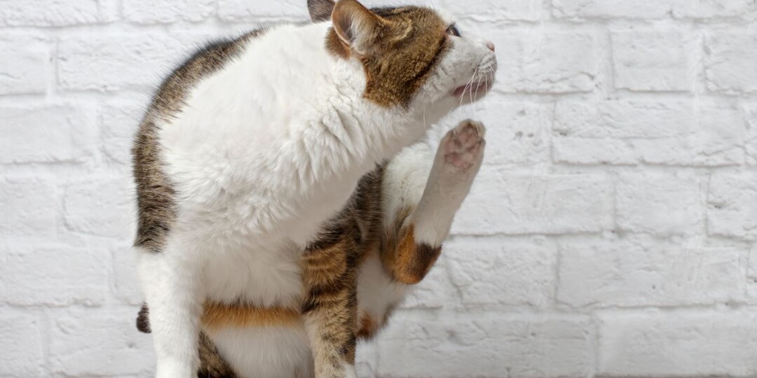 Почему кошка часто чешет уши? Основные причины и что делать в этой ситуации