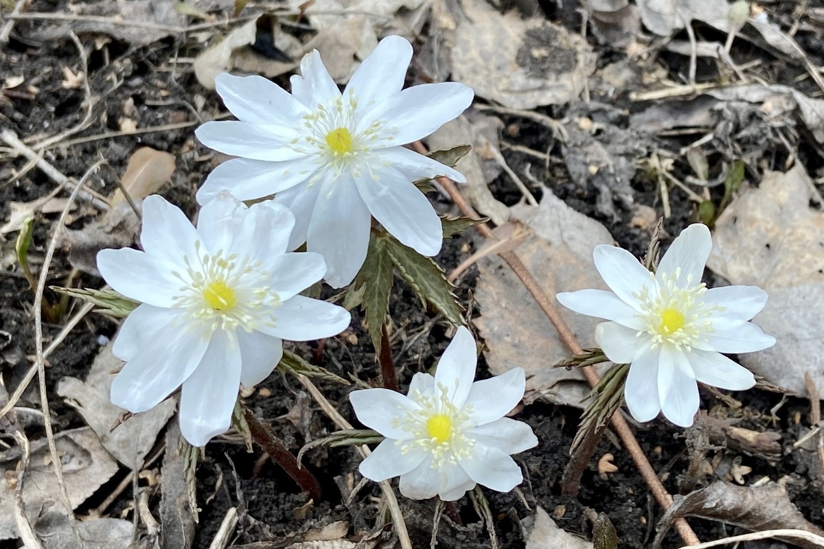 Ветреница лесная