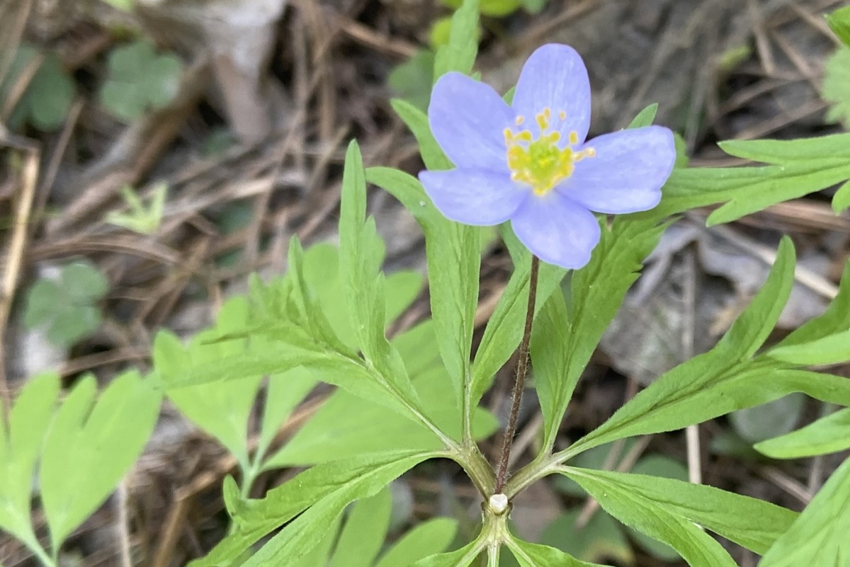 Необычный цвет для ветреницы