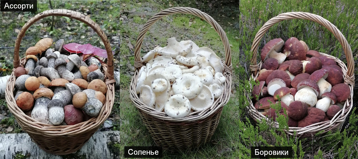 Автор фото - Денис Харитонов, ЛО, фото на конкурс "Корзина 2023" 