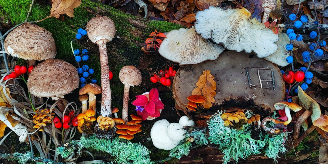 Зачем вы собираете и едите все эти поганки? Отвечаю на вопрос ортодоксальных грибников