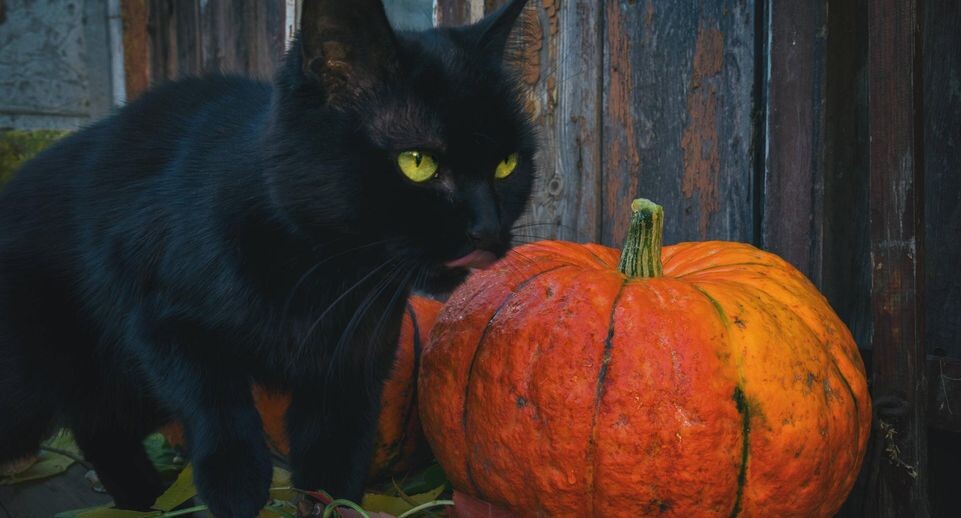    IMAGO/Zoonar.com/Viktoria Kondys / Global Look Press