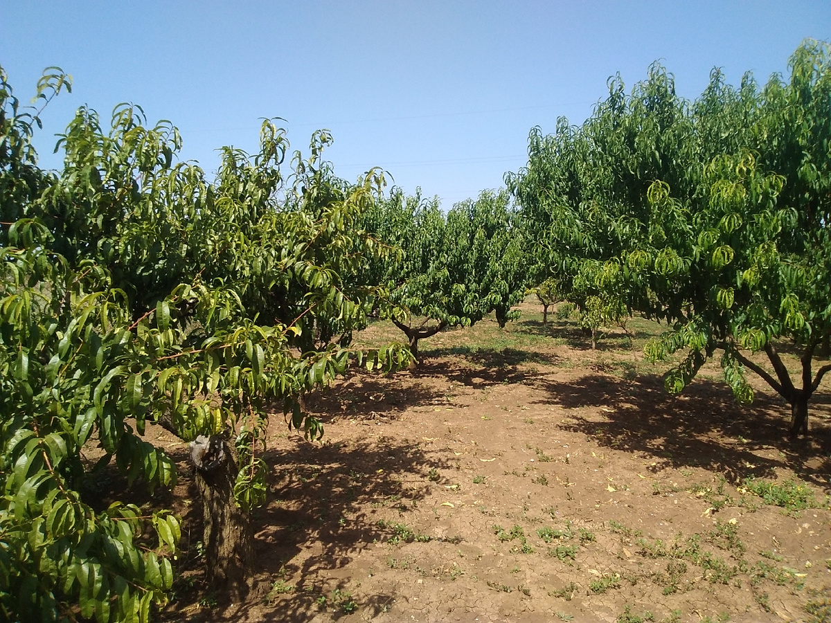 Наш сад. Фото автора