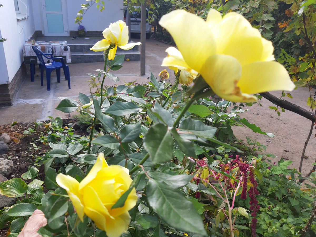 Наш небольшой дом. Фото автора