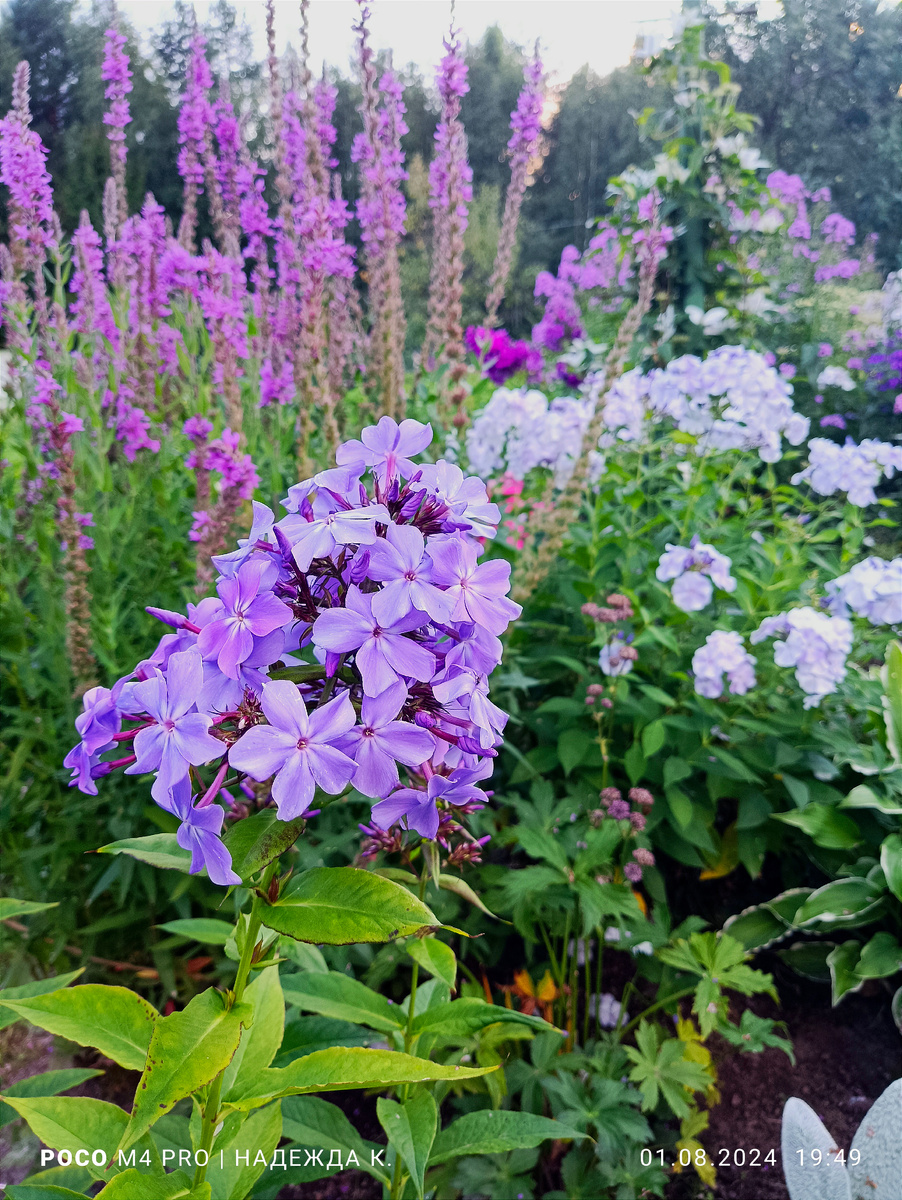 2. Флокс Гордость России