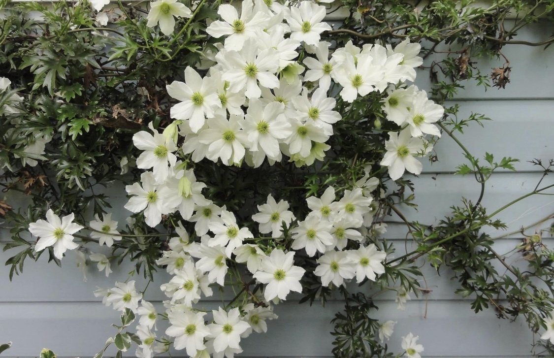 Эрли Сенсейшн ( Ранняя Сенсация) клематис