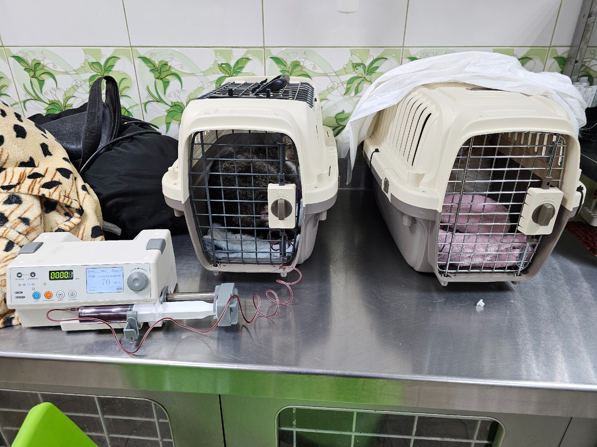 Фото автора. Арашик на переливании крови.