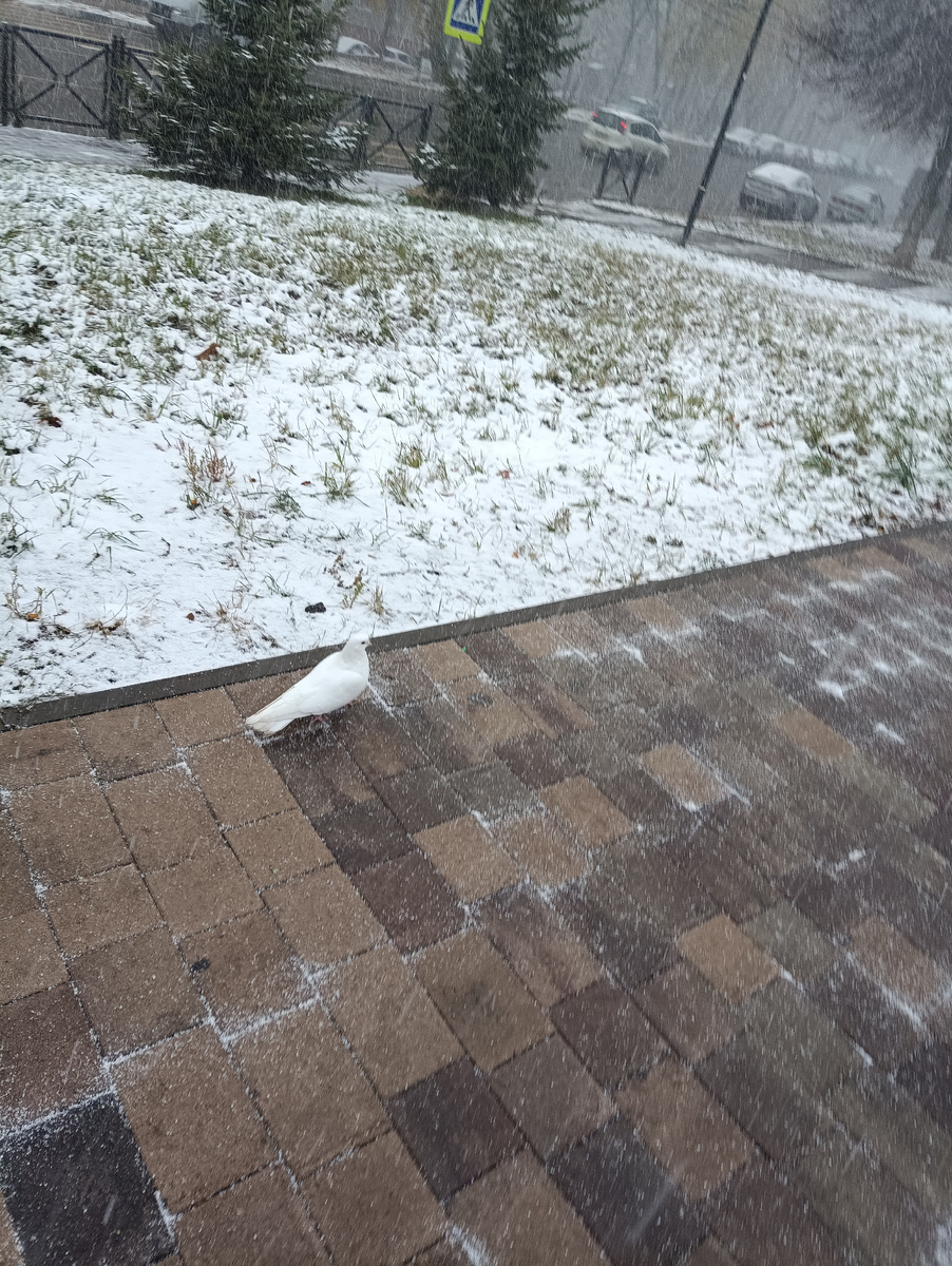 Белый голубь