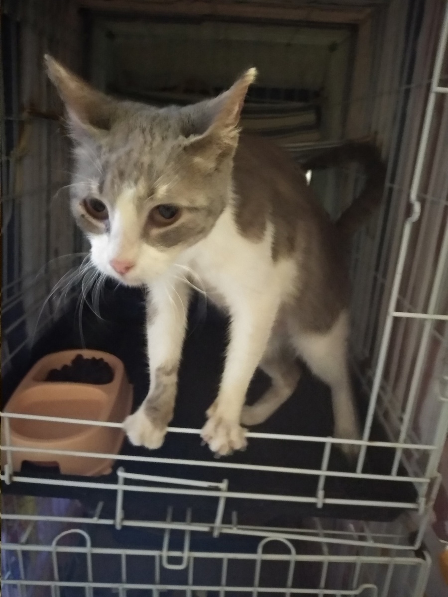 В таком виде она приехала в приют в 2021 году