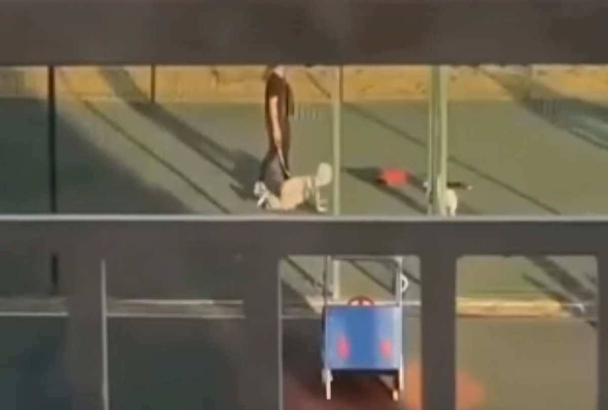 Омск. Мать выгуливает дитя квадробера на поводке. Картина маслом "приплыли"