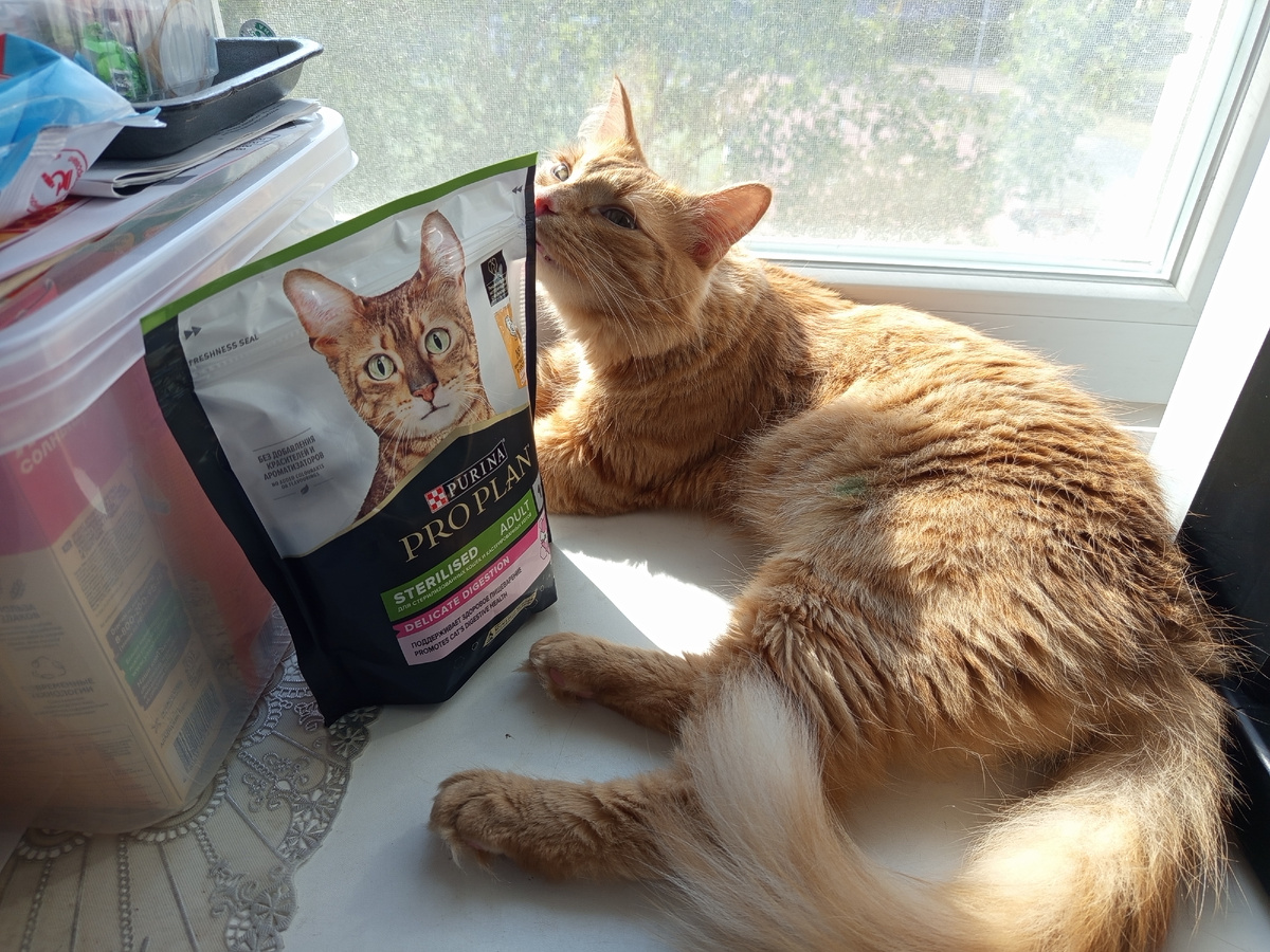 Кстати, мы на корме для деликатного пищеварения далеко не из-за пищеварительных проблем. Только на нем этот рыжий товарищ смог набрать вес после улицы, болезни и истощения