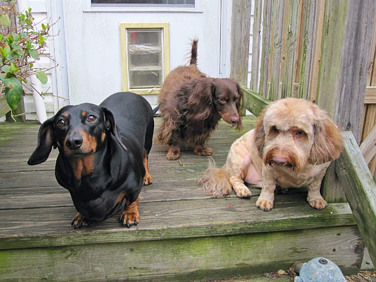 Нереализованный потенциал мучает живность также, как не исполненная детская мечта. Уже через год пёс заскучает от исследования квартиры и попросится во двор. 