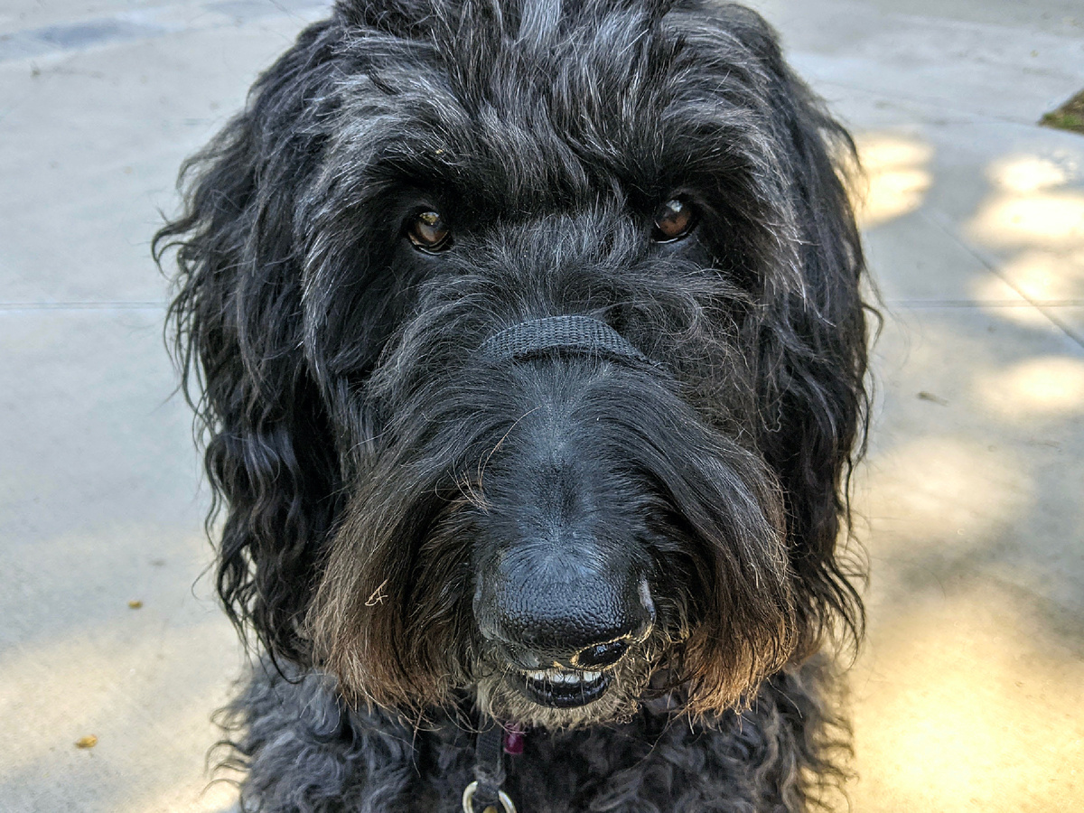 Для обеспечения нормальной жизнедеятельности организма питомца необходимо, чтобы рацион питания собаки в сутки составлял не менее 3-4 г белка на 1 кг веса. А зимой эта норма должна увеличиваться на 10–15%.