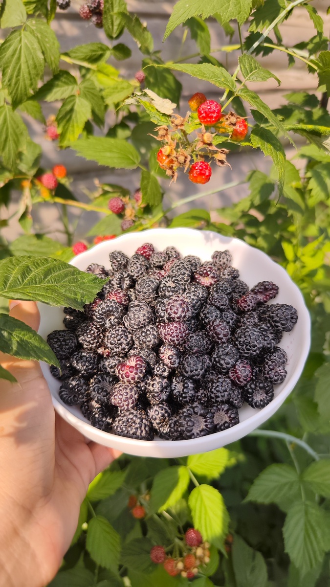 Ягода с куста-самая лучшая ягода